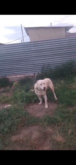 Продам   кобеля  Алабай.  Молодого  красавца.