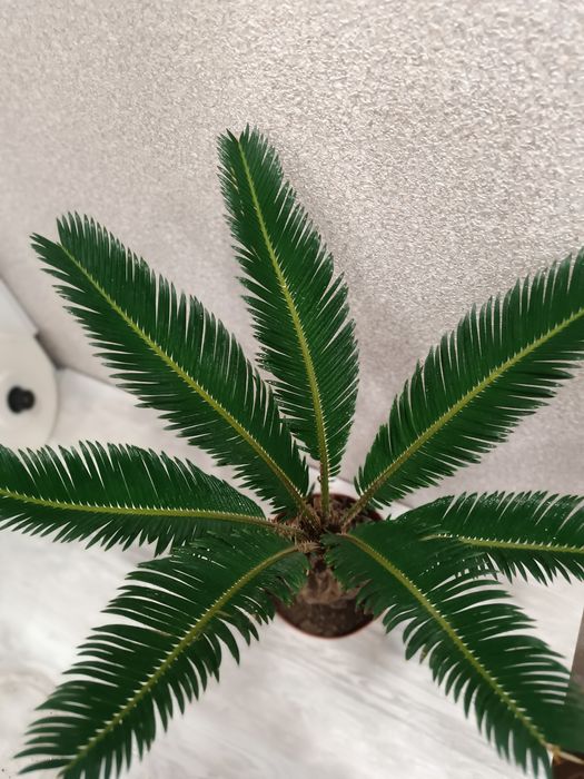 Продам комнатную пальму Цикас