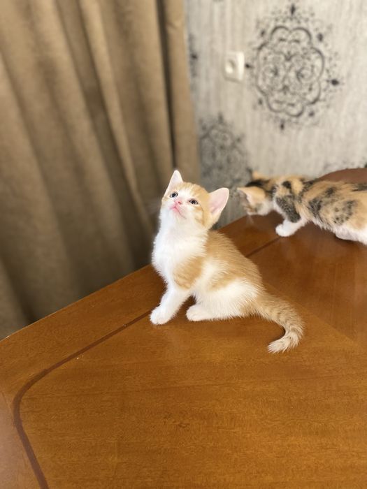 Екі марғау сатылады. 1 данасы 5000 тг