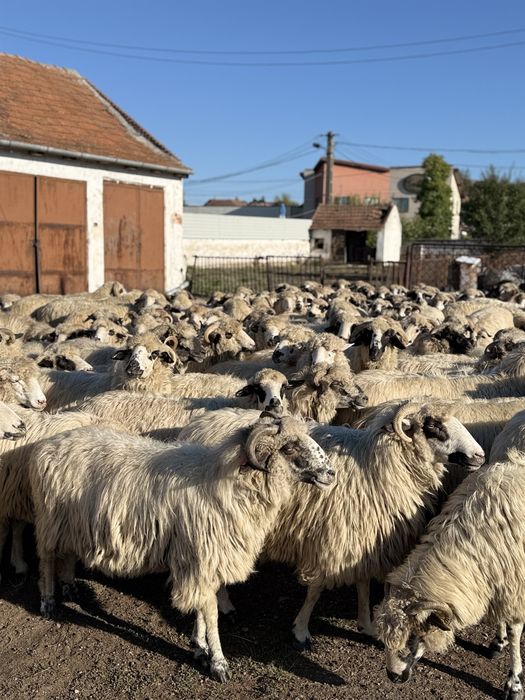 Vând 100 de oi Țurcane