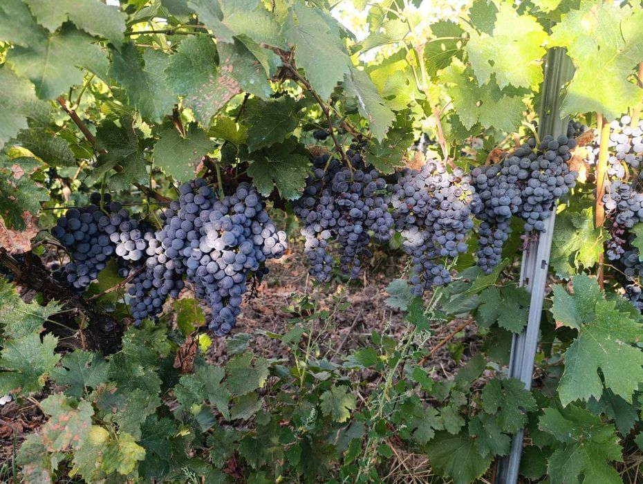Struguri Merlot si Cabernet Sauvignon de Vânzare