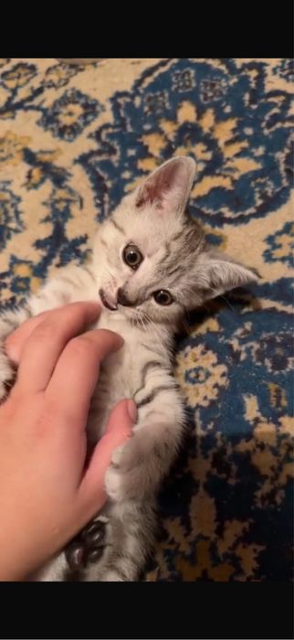 Продам котёнка скотиш страйт