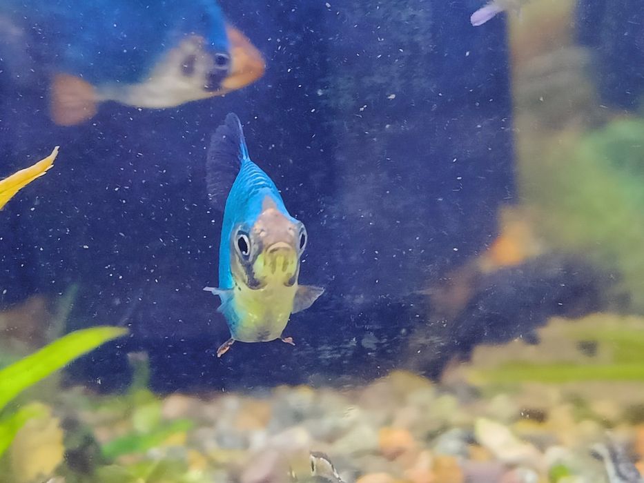 Рыбка Барбус мшистый