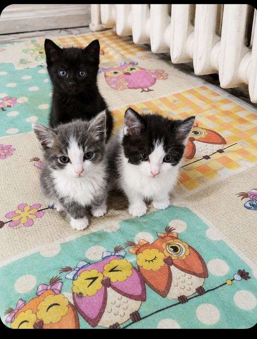 Котята в поиске дома
