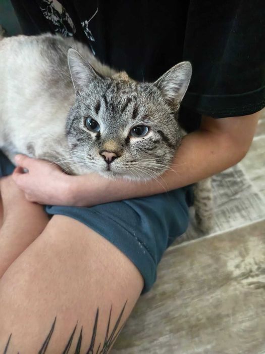 Отдадим кота в хорошие руки