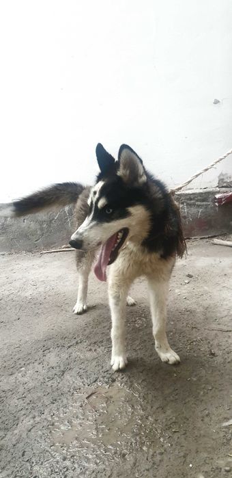 Продам сибирская хаски