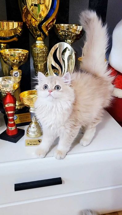 Fetita british longhair culoare rara - lilac golden
