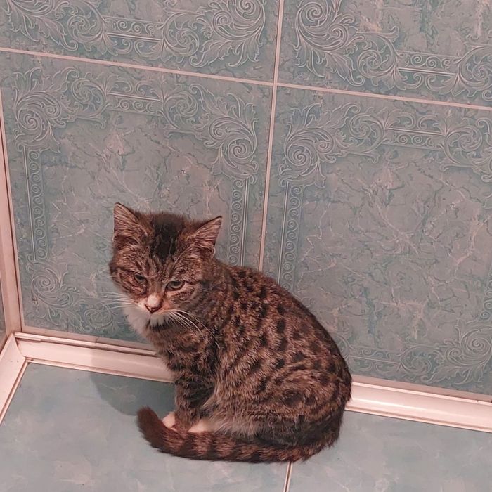 Доставим в хорошие руки