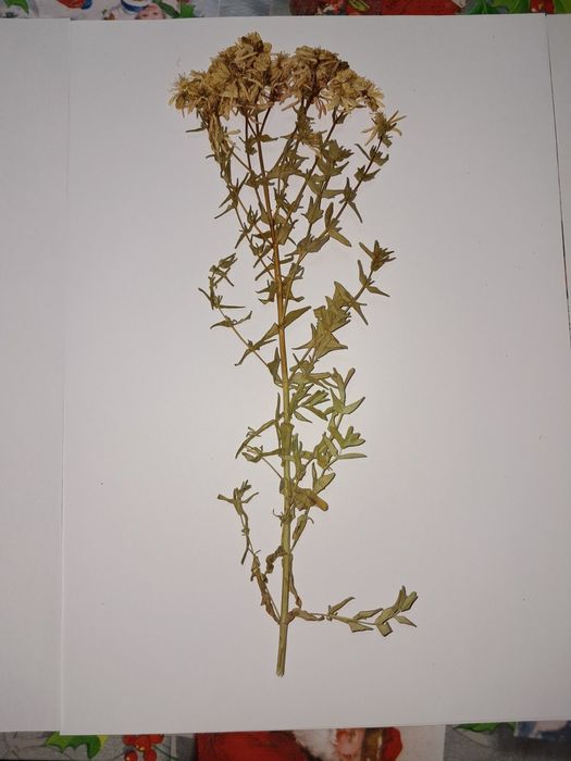 Хербарии за студенти по Ветеринарна и Хуманна медицина