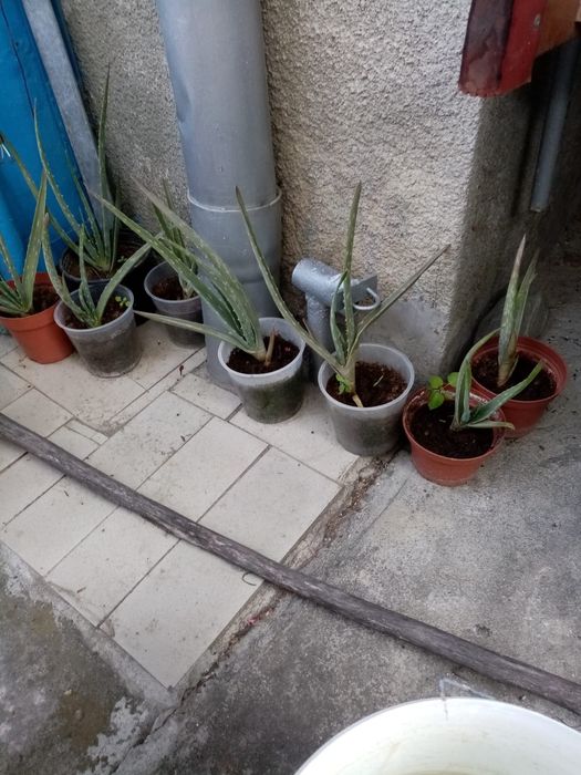 Vand pui Aloe Vera - Barbadensis