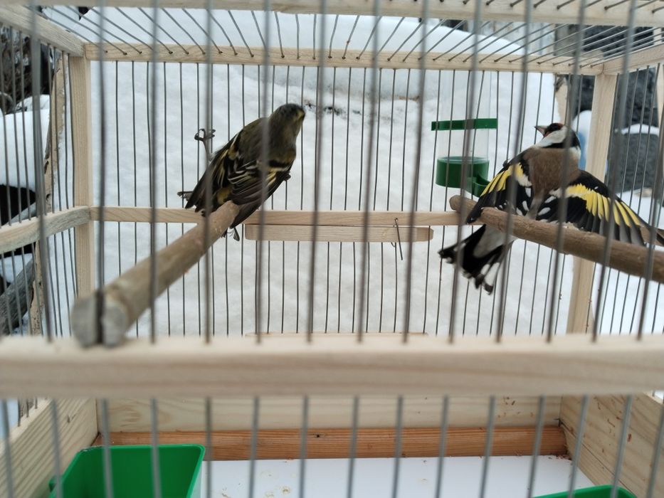 Продам щегла чижа с клеткой