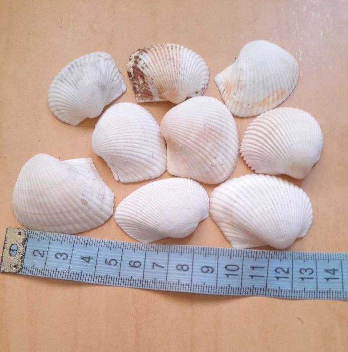 Продам ракушки океанские в ассортименте