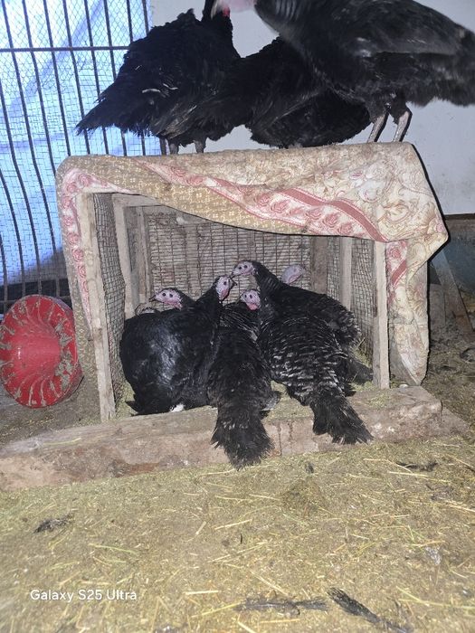 Индуклар сотилади