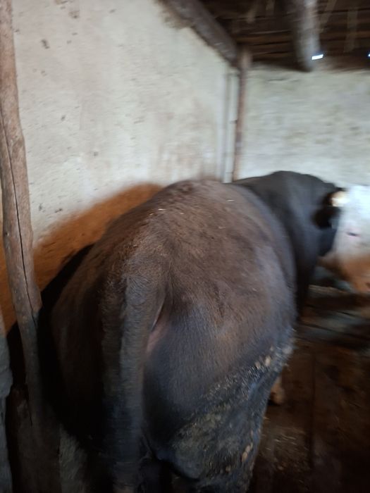 Бұқа сатамын .2 жастан асқан