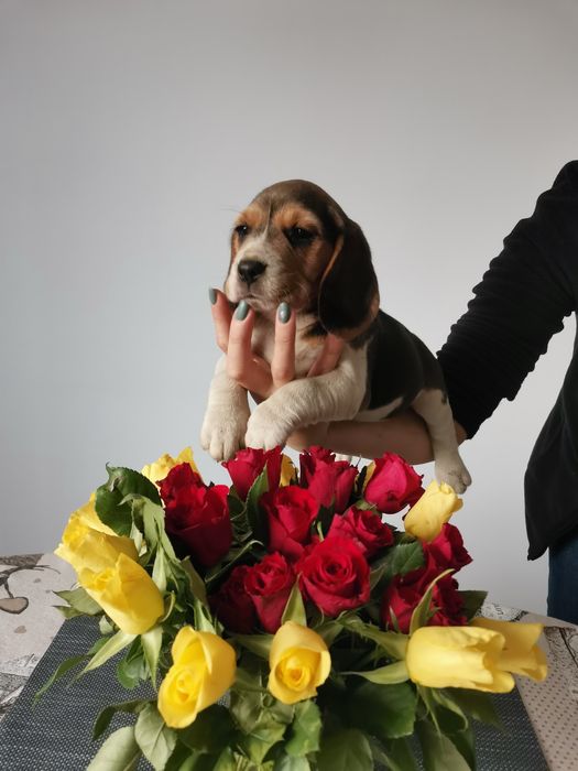 Beagle femela 9 săptămâni