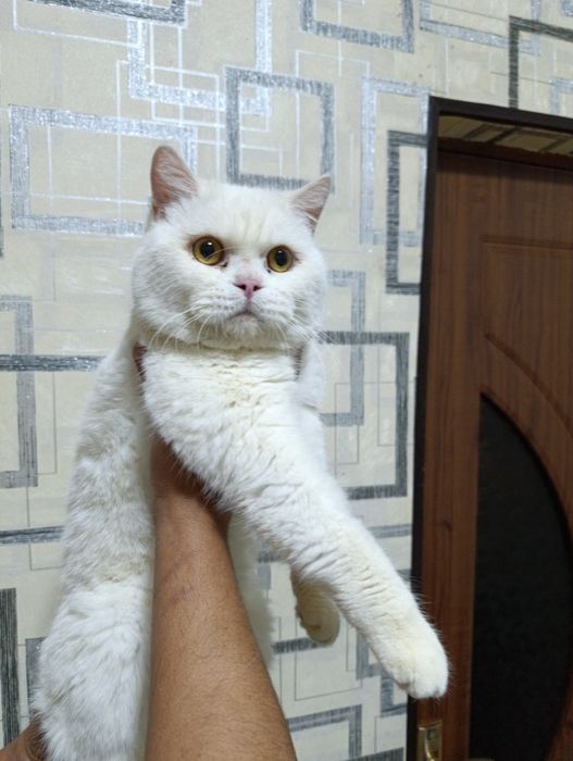 Вязка с британским и  шотландским