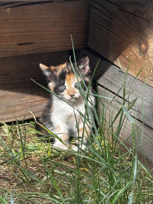 Отдам котят в добрые руки