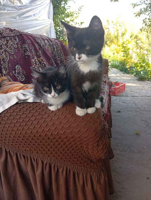 Отдам котят в добрые руки.