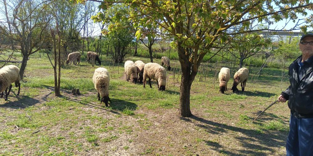 Овце "Черноглава плевенска"