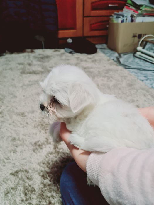 Pui Bichon Maltez