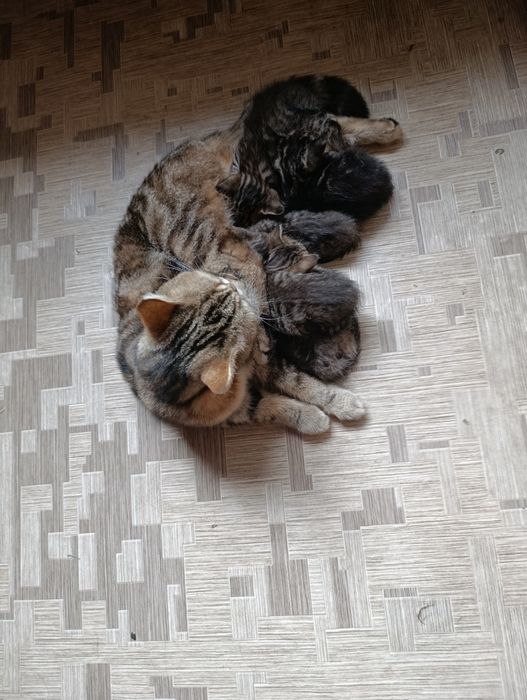 котята шотладнские