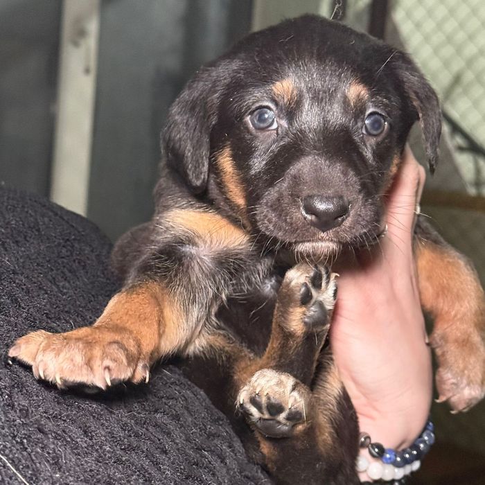 Отдаем щенков в руки нормального человека