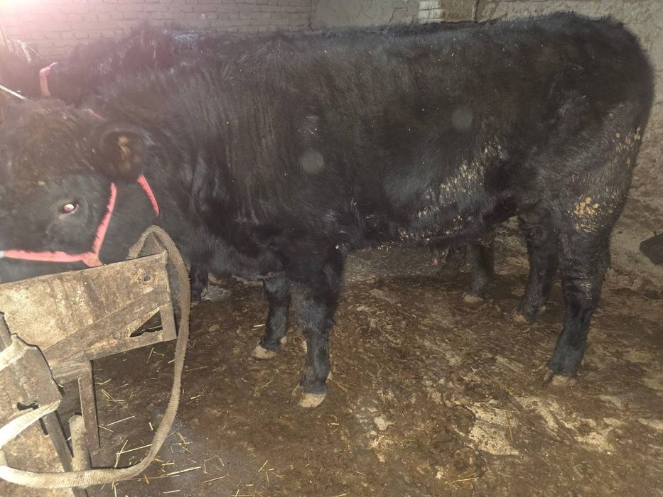 Toza qon angus sotiladi