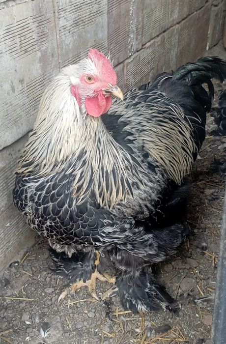 Петли Брама на шест месеца