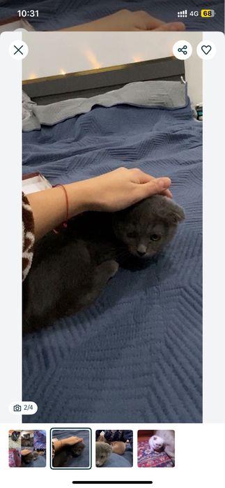 Котенок девочка шотландской вислоухой