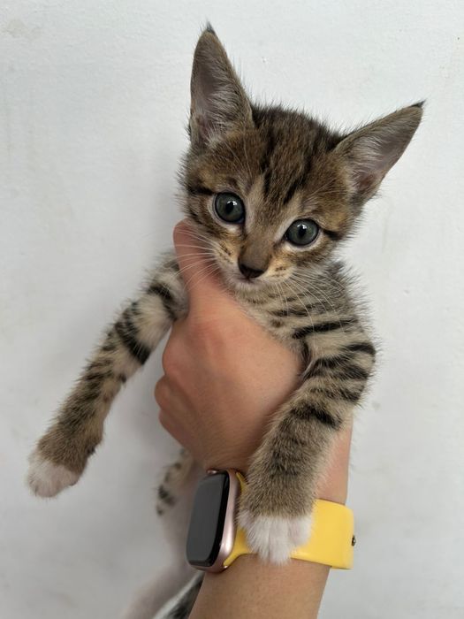 отдам котят бесплатно