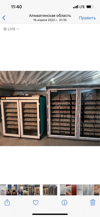 Яйцо инкубационный бройлер