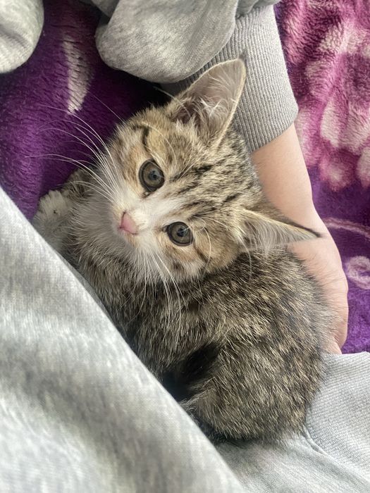 котенок ищет хороший дом