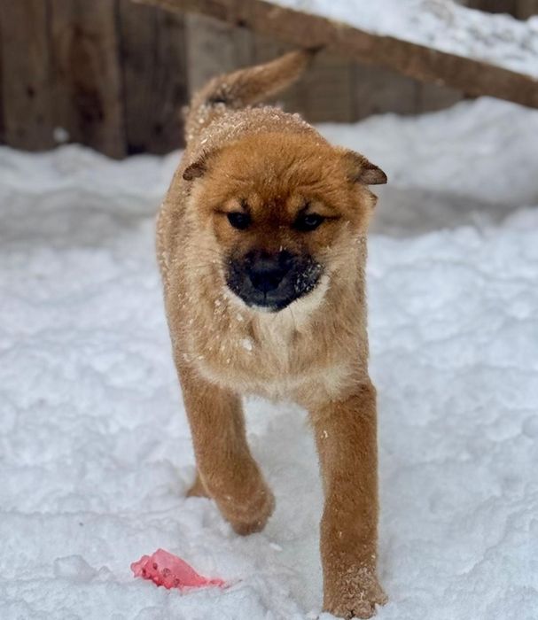 Отдам щенка  в добрые руки