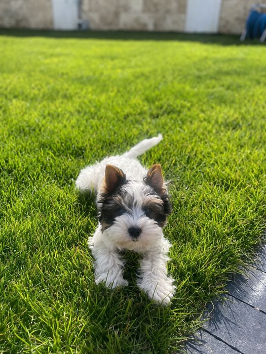 Yorkshire Biewer Terrier Baiat