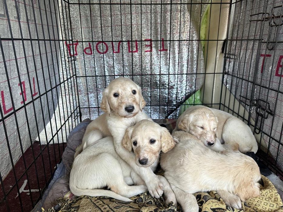 Щенки Кумай тазы