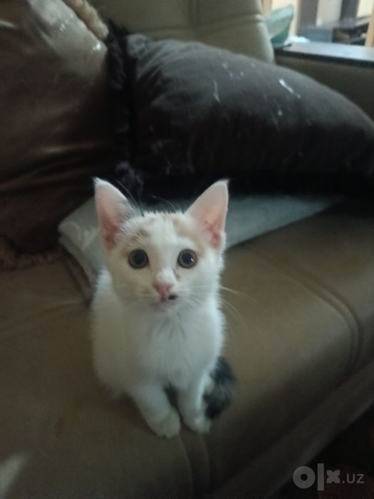 Котенок в добрые, ответственные руки