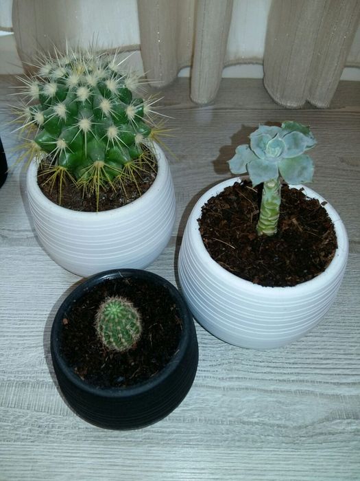 Горшки цветочные,маленькие, для кактусов и сукулентов