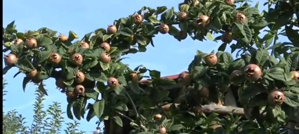 Alun.Cais.Nuc Chandler.Catina.Afin.Gutui.Mosmon.Paulownia.Afin.Tei.Soc