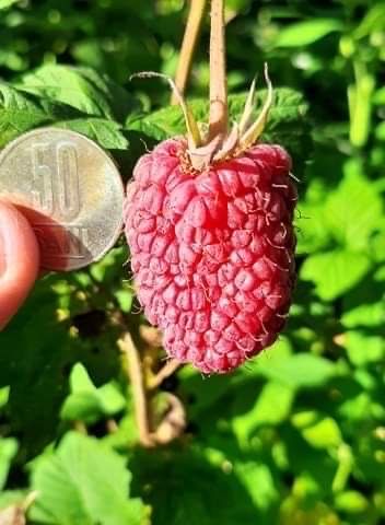 Butasi zmeura si coacaze negre si rosi