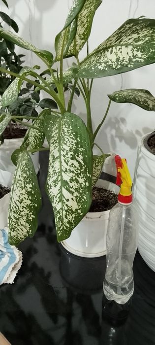 Комнатные растения