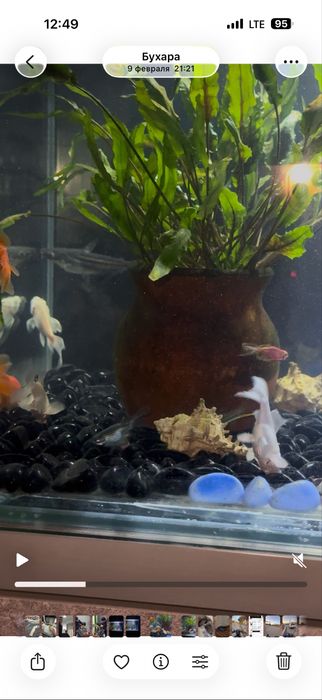 Аквариум 120 литров (полный комплект с рыбами)баликча