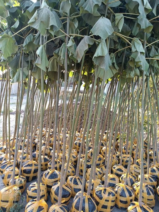 Pavloniya kochatlarimiz sotiladi, arzon narxlarda 24/7 aloqadamiz