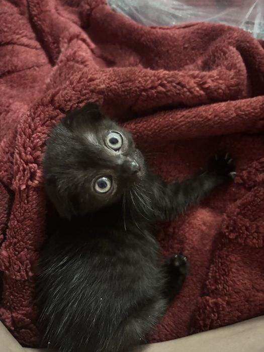 Отдам котенка девочку!