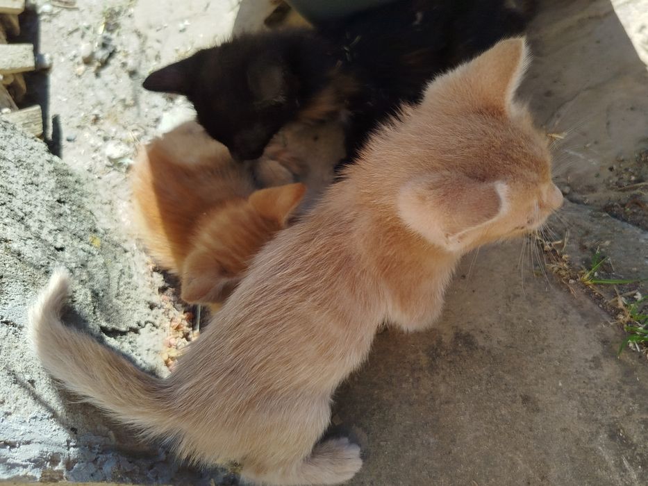 Малки котета търсят дом