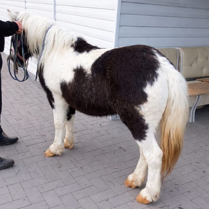 Продается Жеребчик Шетлендский пони 4 года