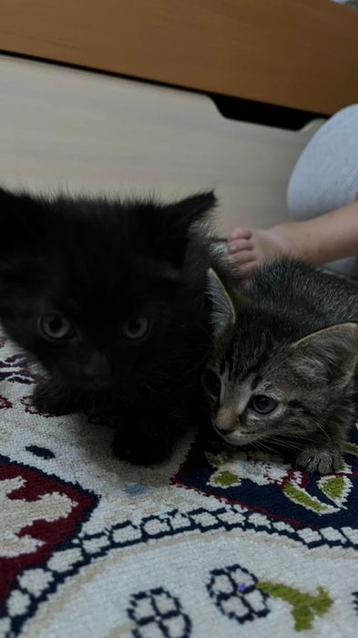 Отдам котят в добрые руки