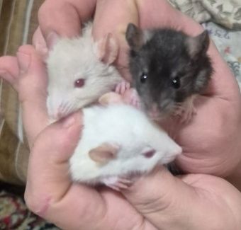 Крысята Дамбо Капюшон