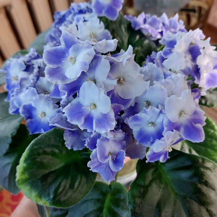 Фиалки ,листочки 500тг