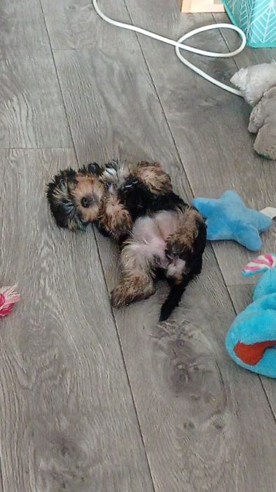 Продам щенков йорка с прививками