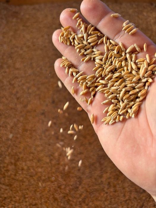 Triticale pentru furaj
